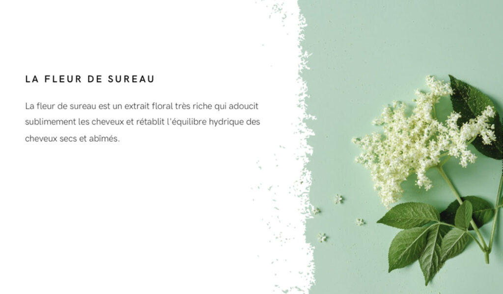 Fleur Sureau