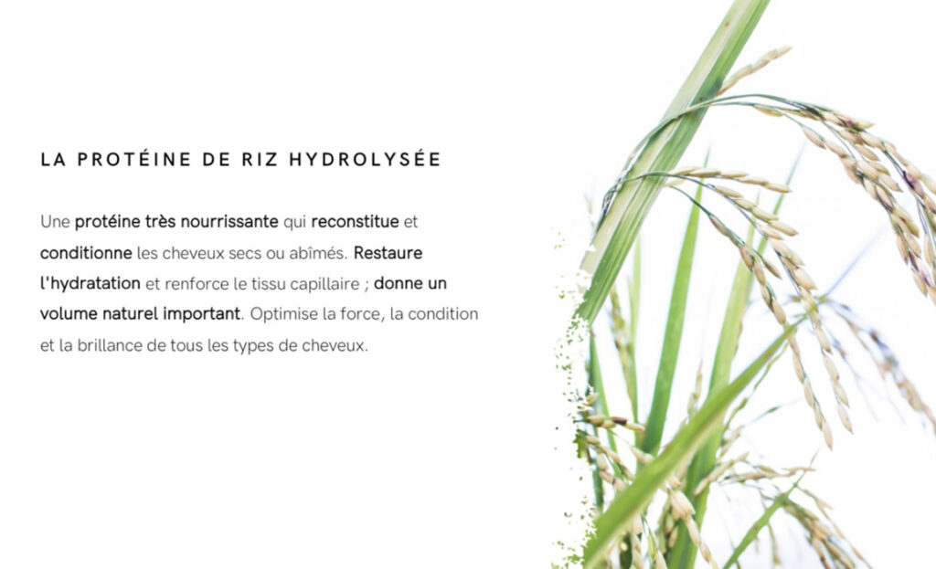 Protéine de Riz Hydrolysée